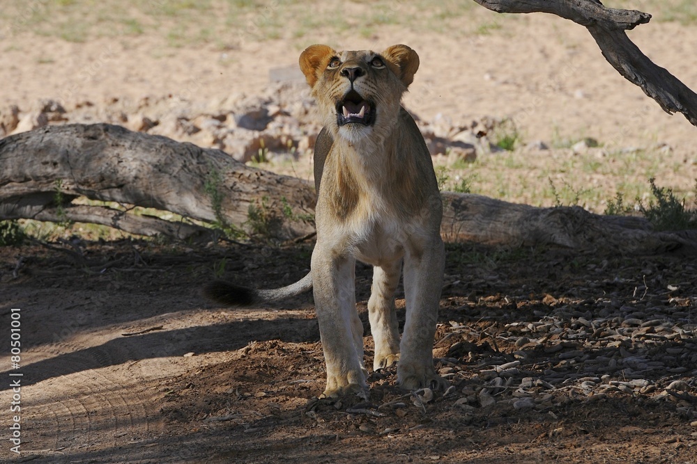 Kalahari-Löwe (panthera leo vernayi) Kalahari-Löwe (panthera leo vernayi)