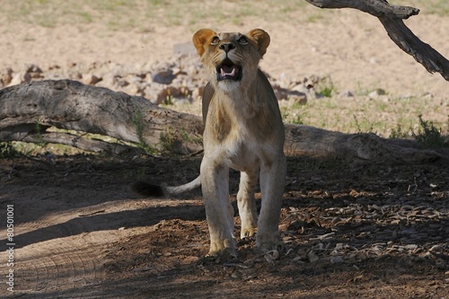 Kalahari-Löwe (panthera leo vernayi)