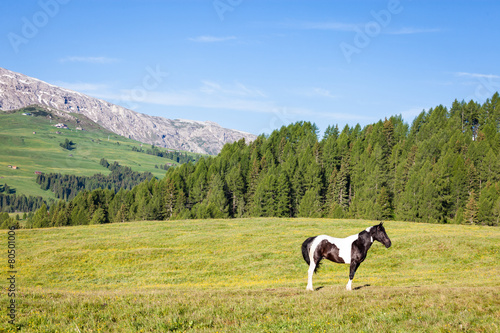 Horse at high mountains meadow