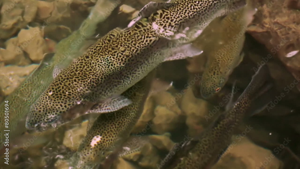 River Rocks with Rainbow Trout River Rocks with Rainbow Trout