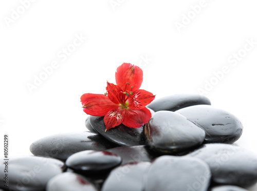 red orchid on stacked zen stones 