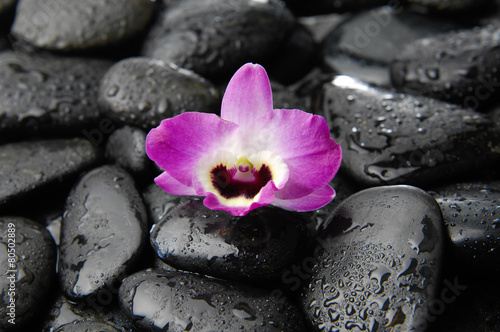 Single orchid on wet pebbles