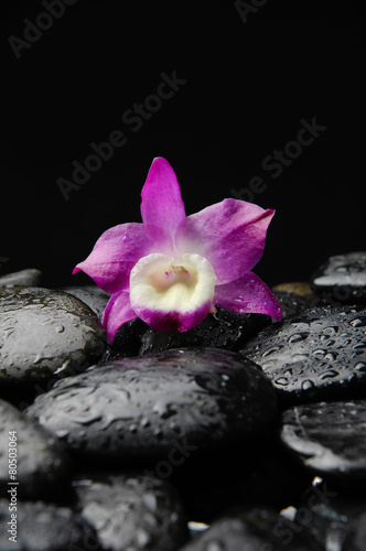Single beautiful orchid on black pebbles