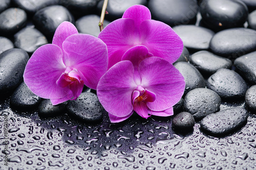 pink orchid on zen pebbles on wet background