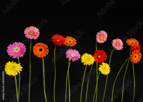 Set of colorful gerbera flowers on black background