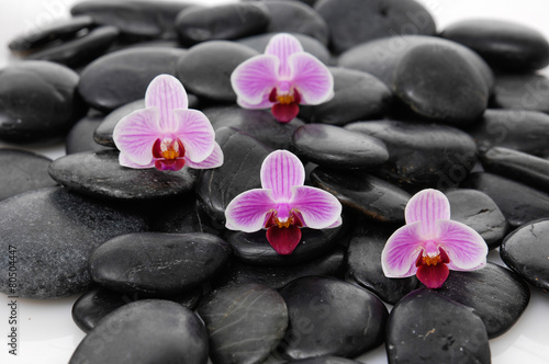 Set of four orchid on zen stones
