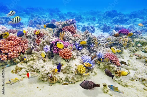 Obraz Podwodny świat z koralowcami i tropikalnymi rybami.
