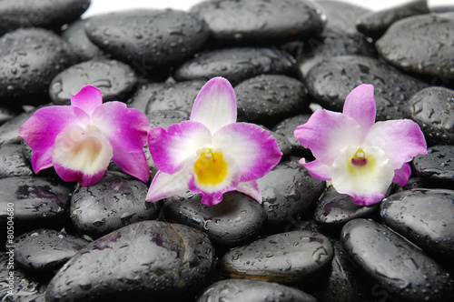 Three pink orchid on wet zen stones