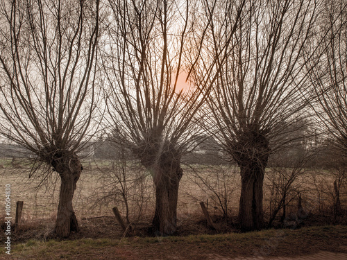 Kopfweiden - Sonnenuntergang photo