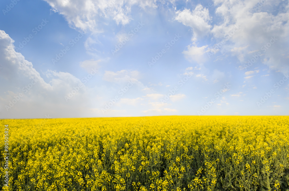 Canola Field