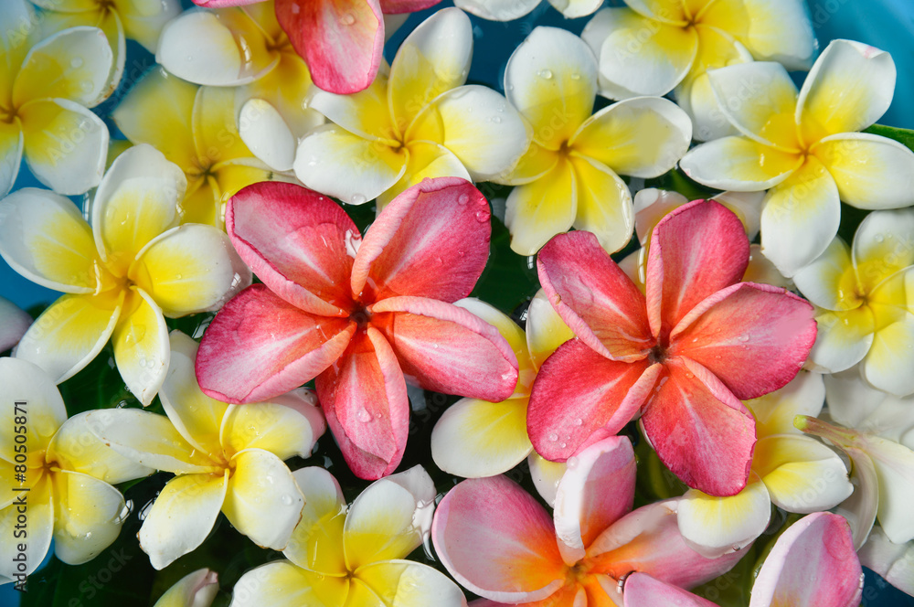 many white and pink with white frangipani in water
many white and pink with white frangipani in water
