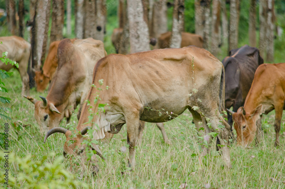 cow in thailand