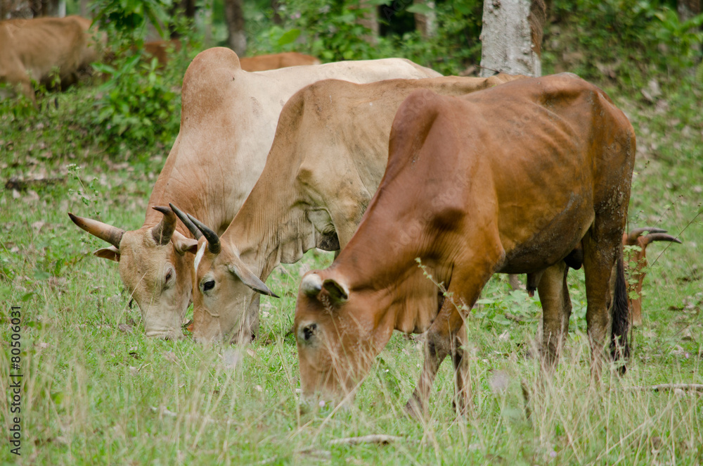 cow in thailand cow in thailand