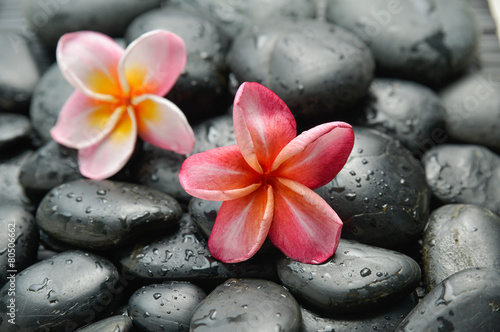Two frangipani on wet pebbles