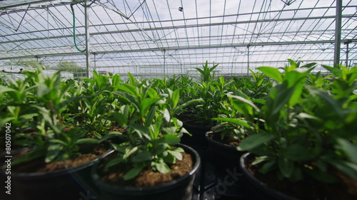 Wallpaper Mural Rows of many young plants growing in a large commercial nursery greenhouse Torontodigital.ca