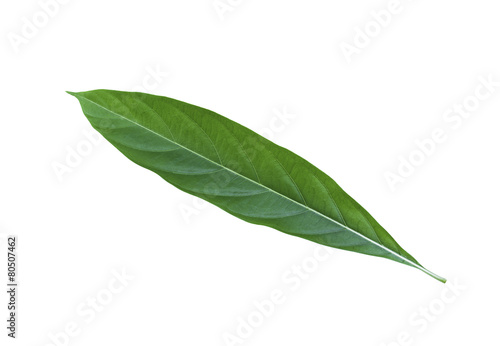 Great Morinda leaf