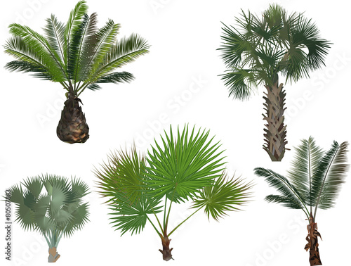five green palm trees isolated on white