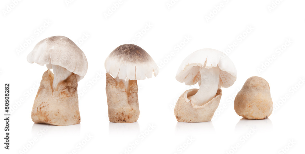 Fototapeta premium Volvariella volvacea, Straw Mushroom on white background