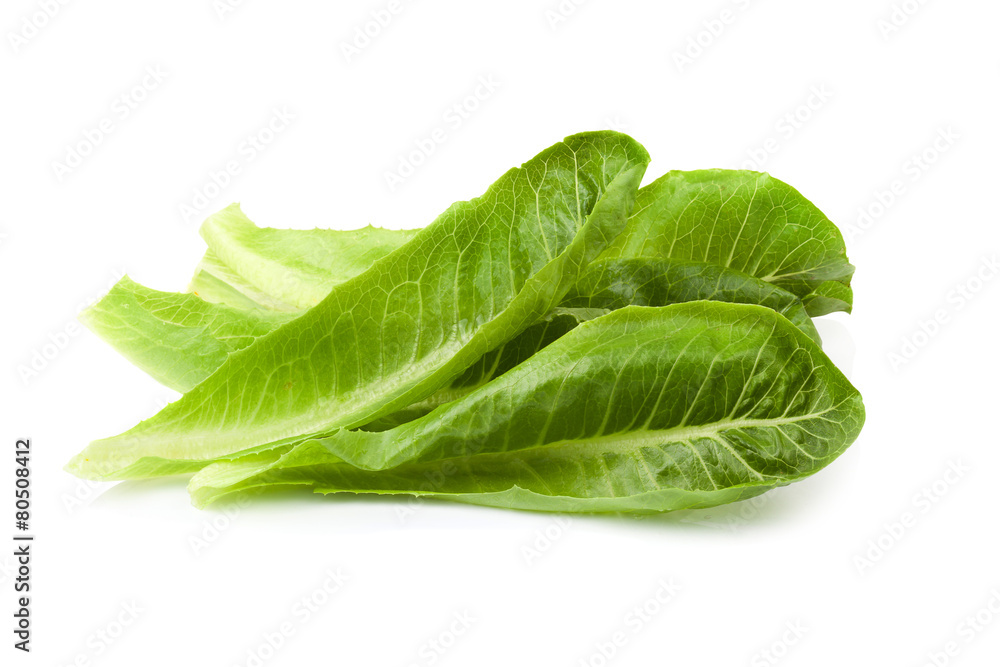 Cos Lettuce Isolated on White Background Cos Lettuce Isolated on White Background
