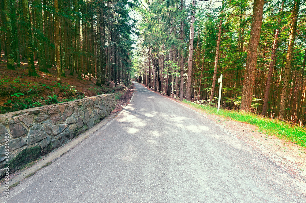 Obraz premium Forest Road