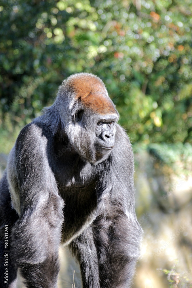 Fototapeta premium Flachlandgorillas