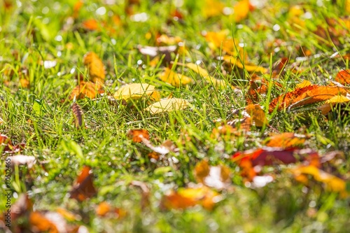 Autumnal leaves on green grass
