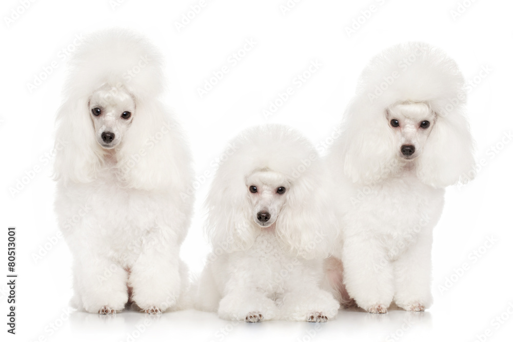 Group of white poodles