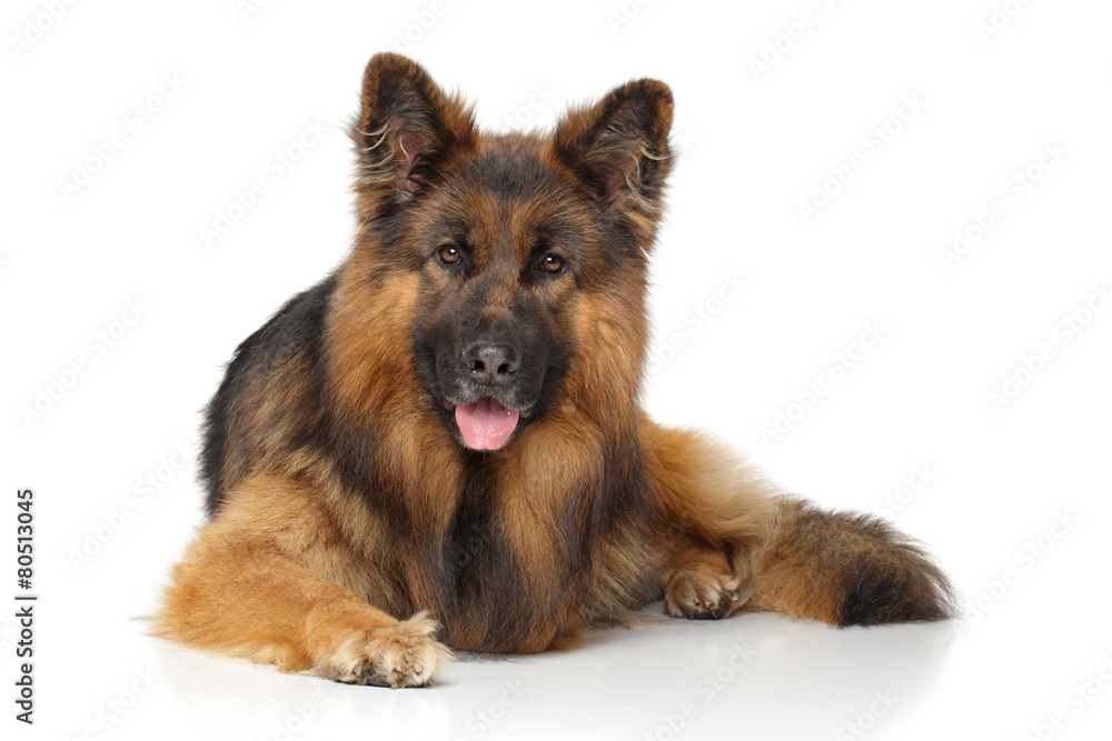 German shepherd dog