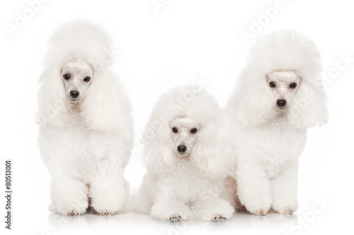 Fototapeta Naklejka Na Ścianę i Meble -  Group of white poodles