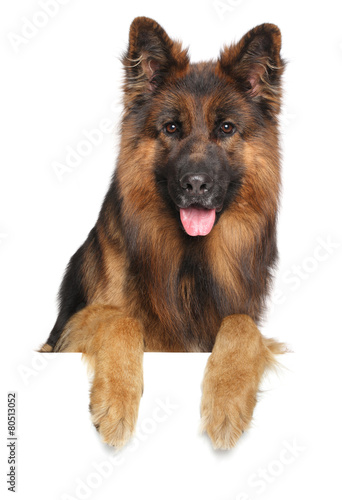 Fototapeta Naklejka Na Ścianę i Meble -  German shepherd dog on a white background