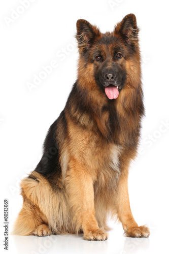 German shepherd dog sitting