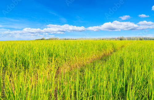 Paddy rice field and beautiful blue sky
