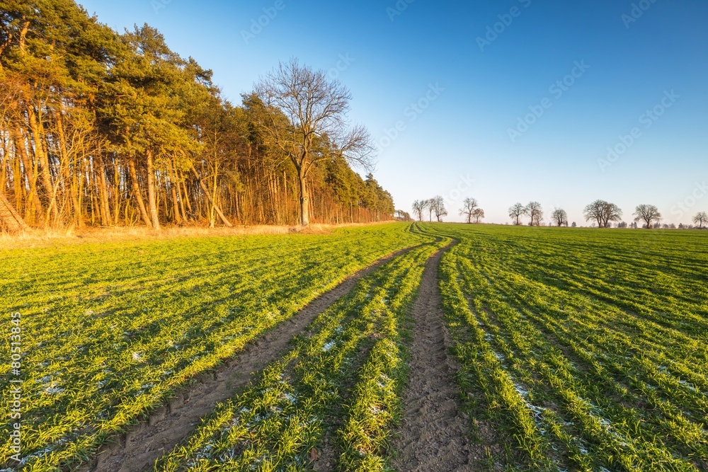 Green young field landscape