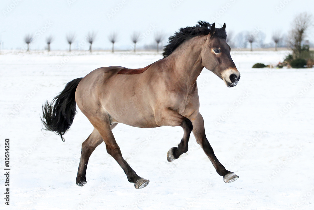 Obraz premium Horse galloping in the snow