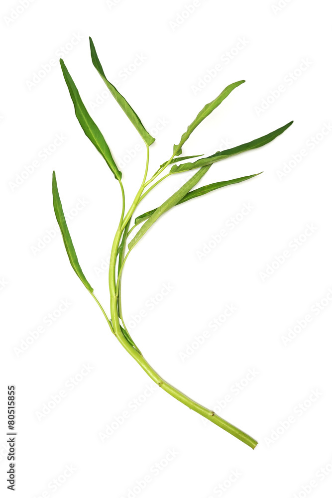 fresh white stemmed Ipomoea on white background fresh white stemmed Ipomoea on white background