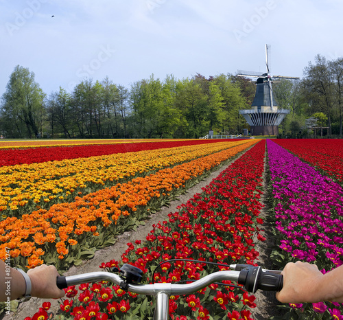 Tulpen in Holland mit Fahrradlenker