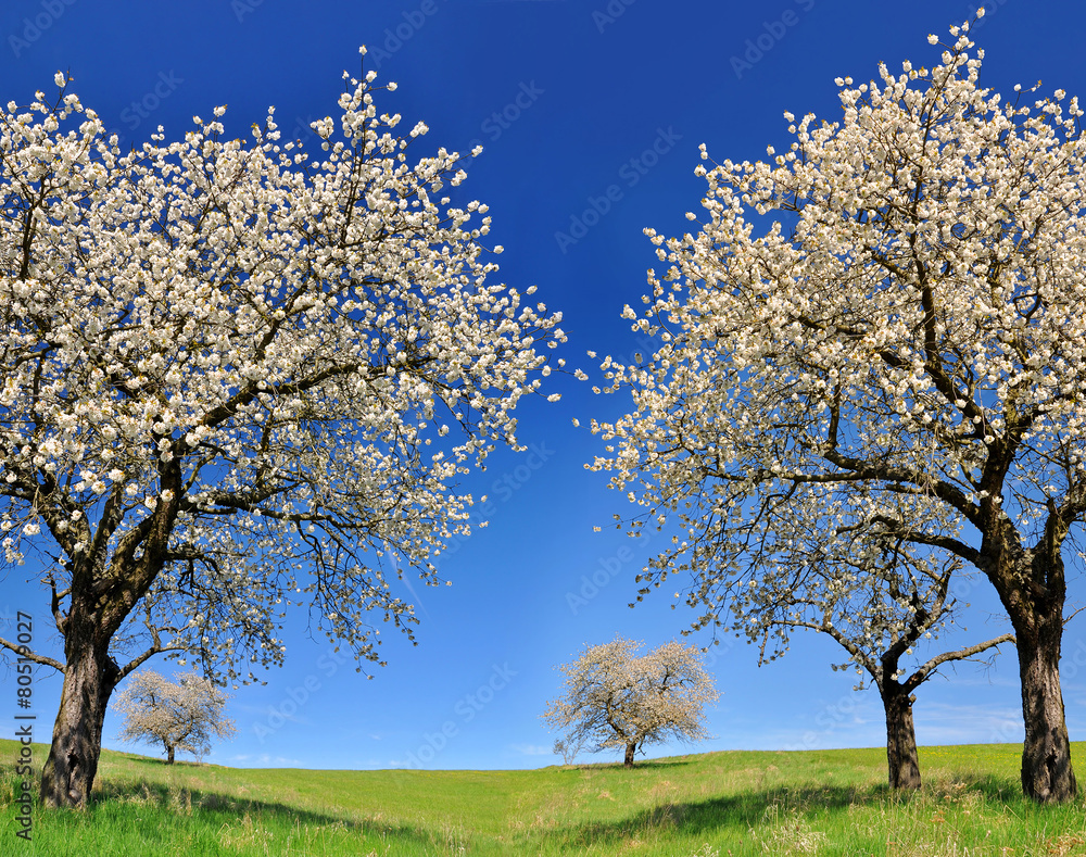 Blooming cherry tree on meadow. Spring landscape. Blooming cherry tree on meadow. Spring landscape.