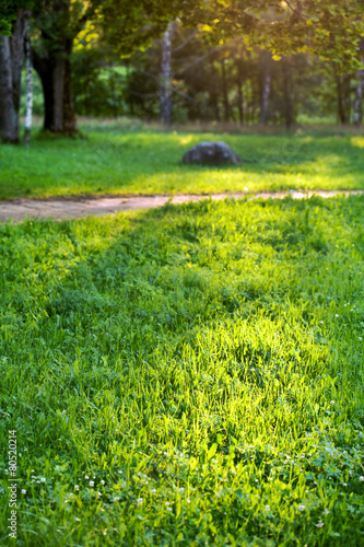 summer garden