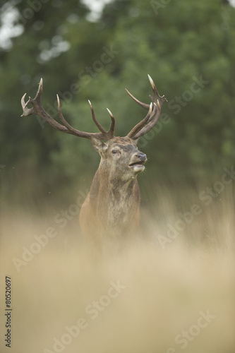 Fototapeta Naklejka Na Ścianę i Meble -  Red deer - Cervus elaphus