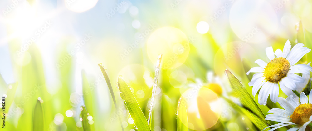 art abstract sunny  springr flower background - obrazy, fototapety, plakaty 