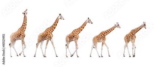 Giraffes isolated on white background