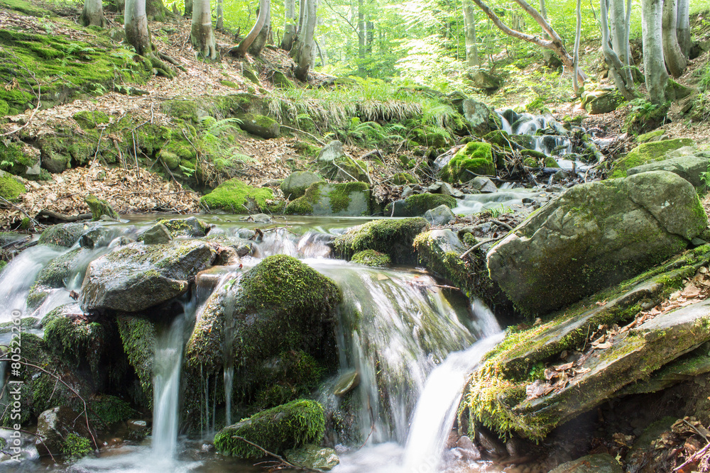 river flow in forest