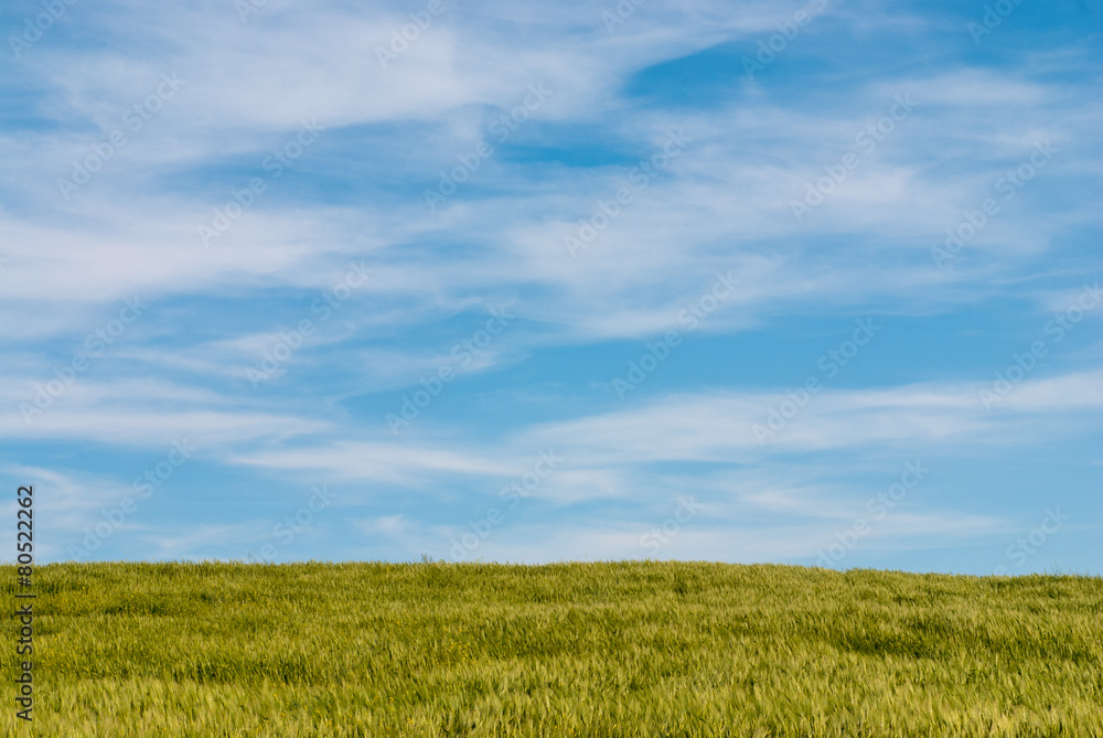 Meadow wheat field and cloudy sky