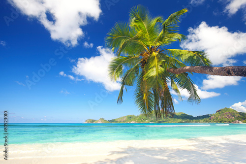 schr  ge Palme auf den Seychellen