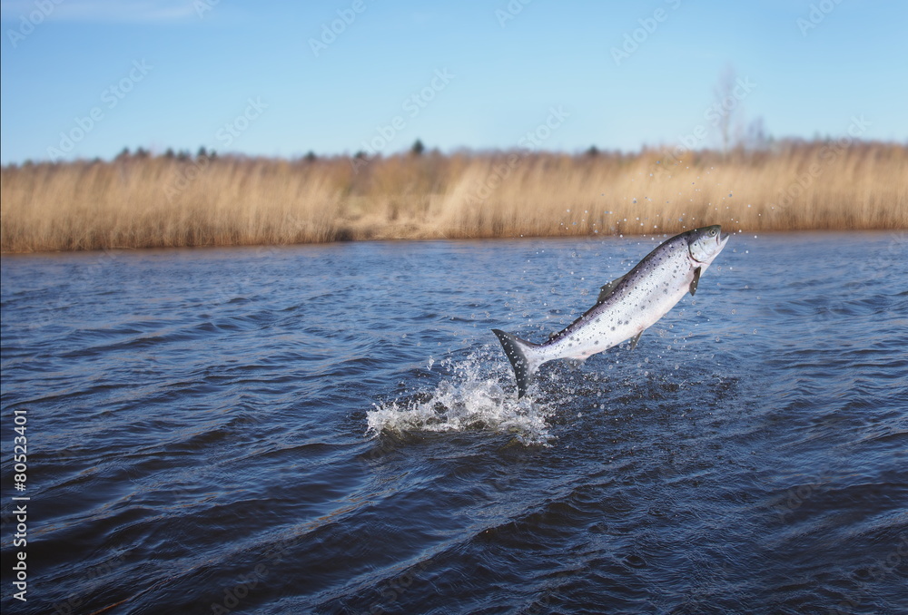 Naklejka premium jumping out from water salmon