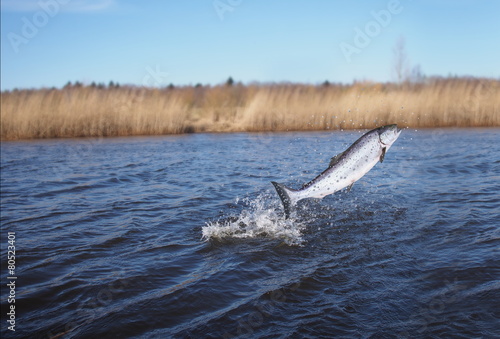 jumping out from water salmon