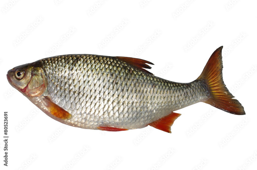 roach on white background roach on white background