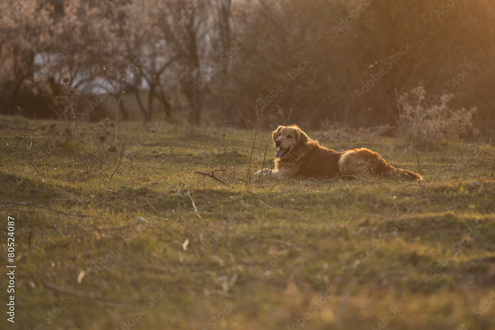 Portrait of a dog in outdoor, golden Portrait of a dog in outdoor, golden