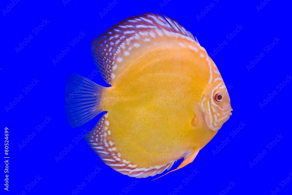 Pompadour Fish on blue background Pompadour Fish on blue background