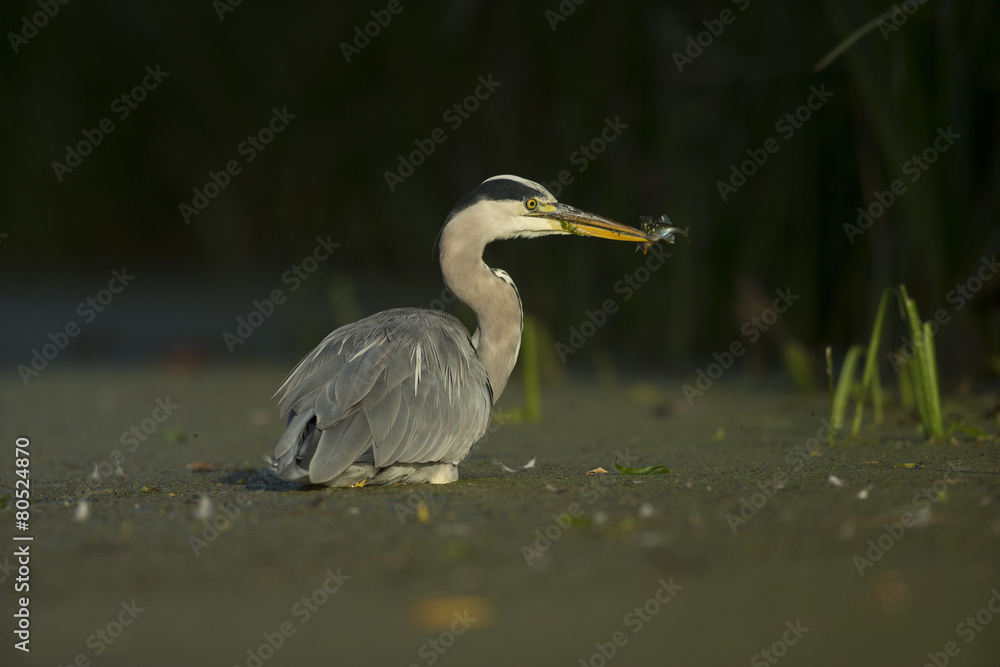 Grey Heron - Ardeidae